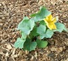 Squash Flower