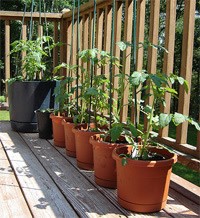 Tomatoes In Containers