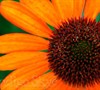 Tiki Torch Echinacea