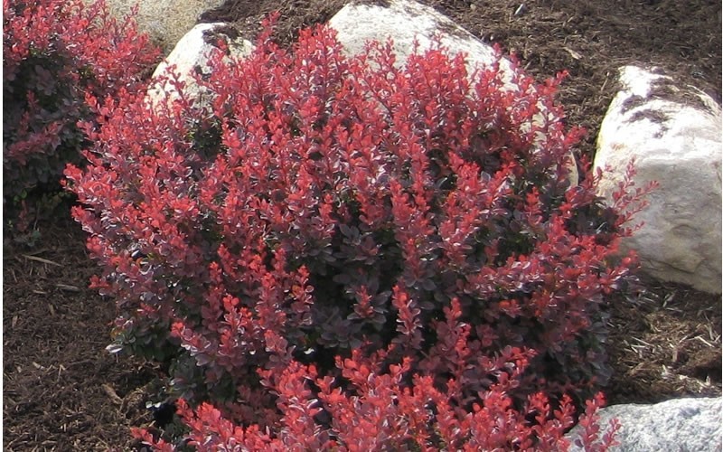 Royal Burgundy Barberry Picture