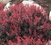 Royal Burgundy Barberry Picture