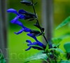 Blue Beauty