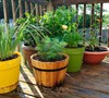 the beginning of my back deck garden
