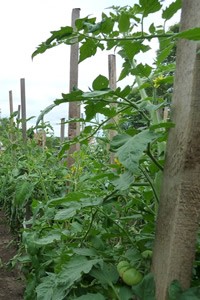 Tomato Plant In Garden