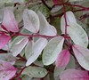 Snow Bush