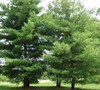 White Pine