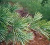 White Pine