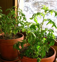 Tomato Plants Indoors