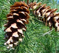 White Pine Picture