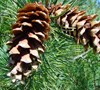 White Pine