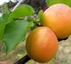 Blenheim Royal Apricot