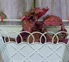 Coleus