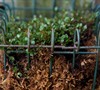 creeping wire plant