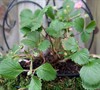 Lipstick Strawberry plant