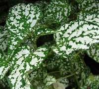 White Splash Hypoestes Picture