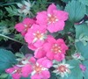 Lipstick Strawberry Plant
