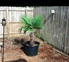 windmill palm