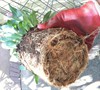 This is one tied-up root ball