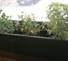 Window Picture