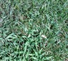 Picture about How To Control Crabgrass And Weeds In Lawns And Beds?