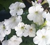 Picture about What Is Causing Holes In My Petunia Flowers?
