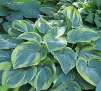 Earth Angel Hosta Picture