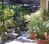 Japanese maples