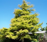 Golden Deodar Cedar