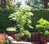 Seiryu Japanese Maple