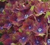 Forever & Ever Pistachio Hydrangea