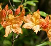Golden Lights Azalea, Northern Lights Family