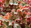 Crimson Curls Heuchera