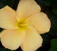 Picture of Tosha Restrepo