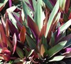 Oyster Plant Dwarf