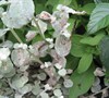 Picture about What Insect Is Leaving Webs And Black Spots On My Licorice Plants?