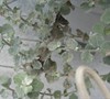 Picture about What Insect Is Leaving Webs And Black Spots On My Licorice Plants?