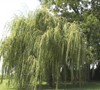 Golden Weeping Willow