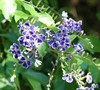 Golden Dewdrop Duranta