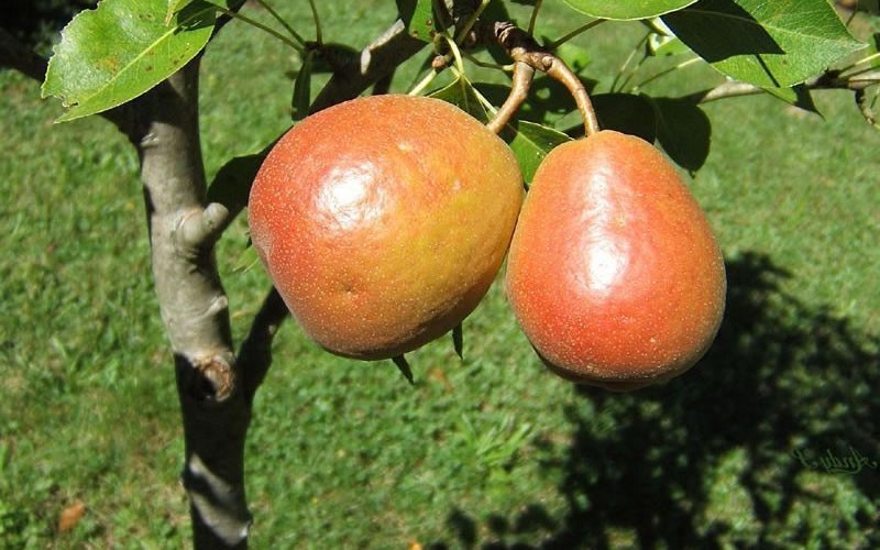Seckel Pear Picture