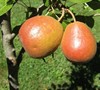 Seckel Pear Picture