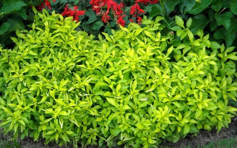 joseph s coat plant video search engine at search com joseph s coat plant video search engine at search com