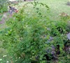 Picture about Can I Prune The Long Weeping Branches On My Coral Bark Japanese Maple?