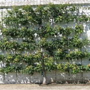 777-Espalier-Apple-Tree.jpg