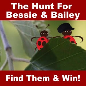 Find Bessie Find Bessie