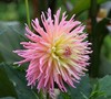 Alfred Grille Dahlia