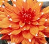 Colour Spectacle Dahlia