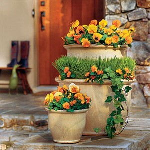 How do you grow winter pansies?