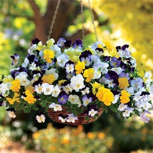 Cool Wave Pansies In Hanging Basket Cool Wave Pansies In Hanging Basket
