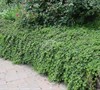 Creeping Raspberry Picture