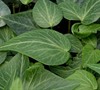 Tear Drop Ivy